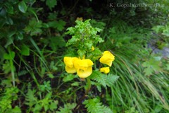 Pedicularis hoffmeisteri